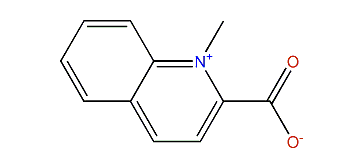 N-Methylquinolinium 2-carboxylate